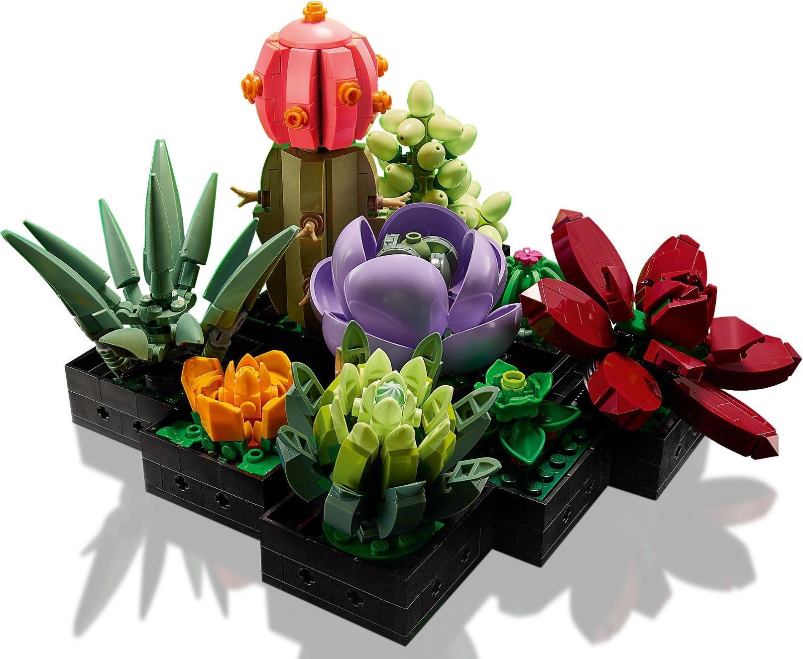 10309-1 - Succulents