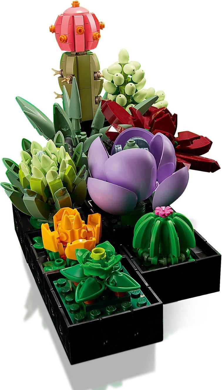 10309-1 - Succulents