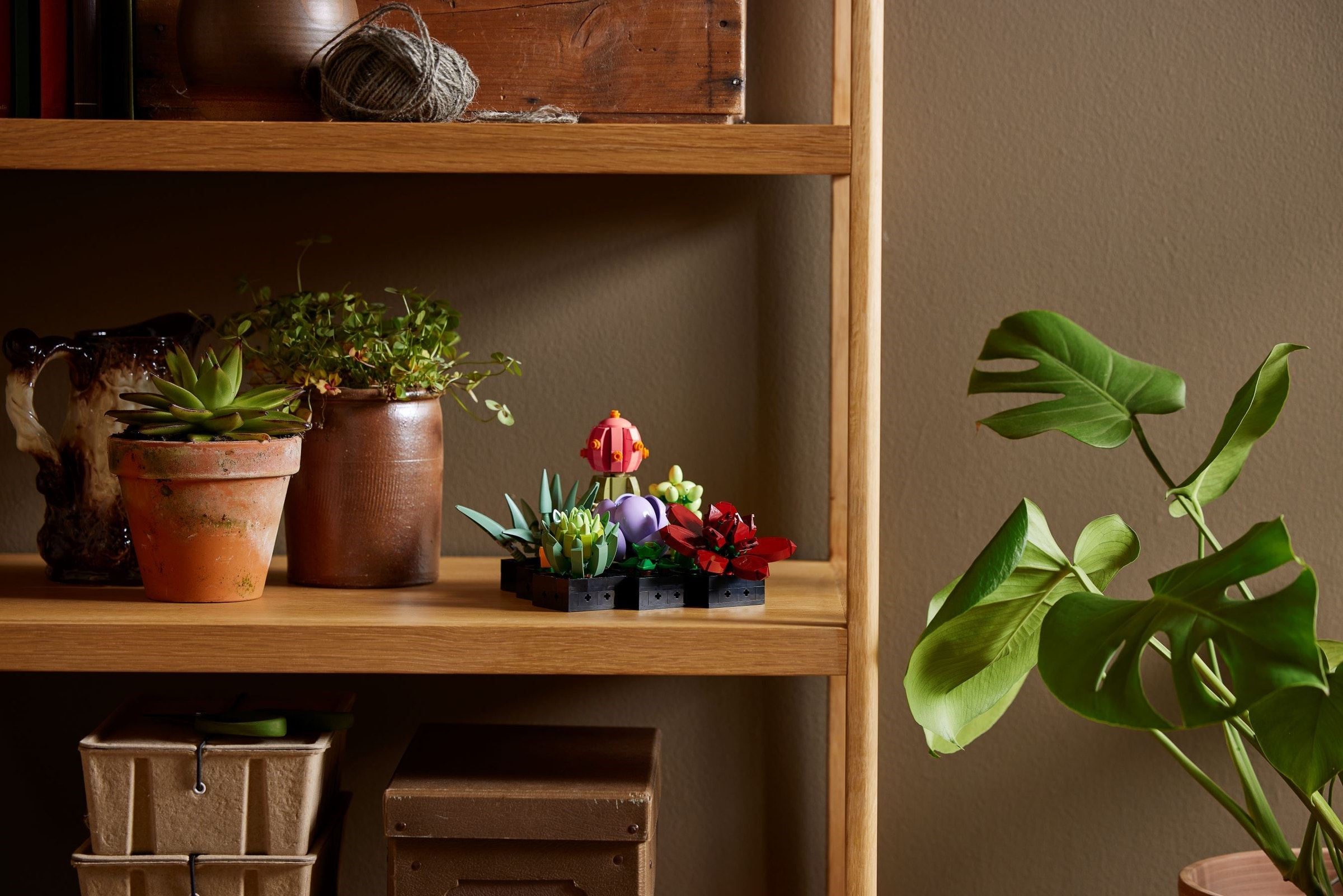 10309-1 - Succulents