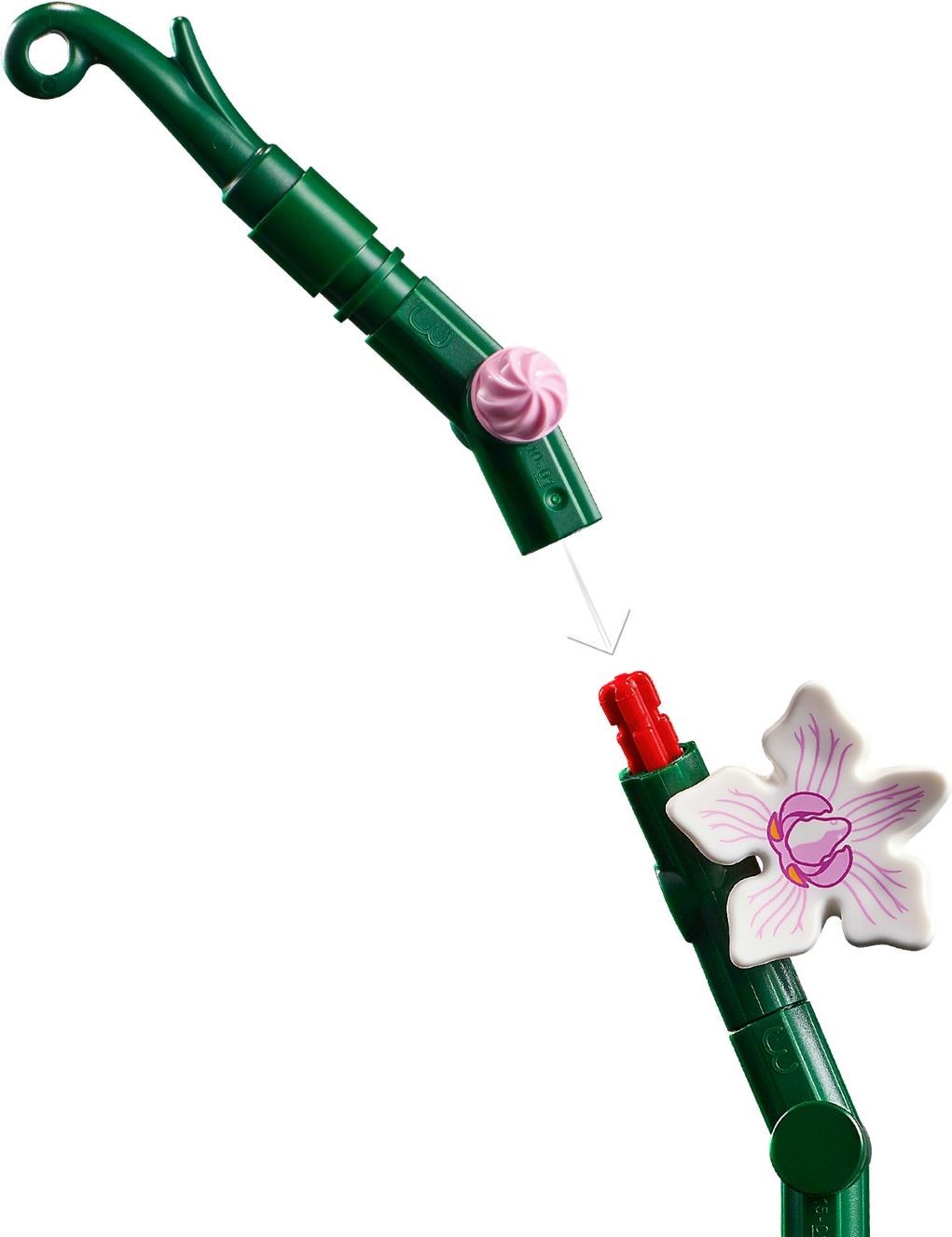 10311-1 - Orchid