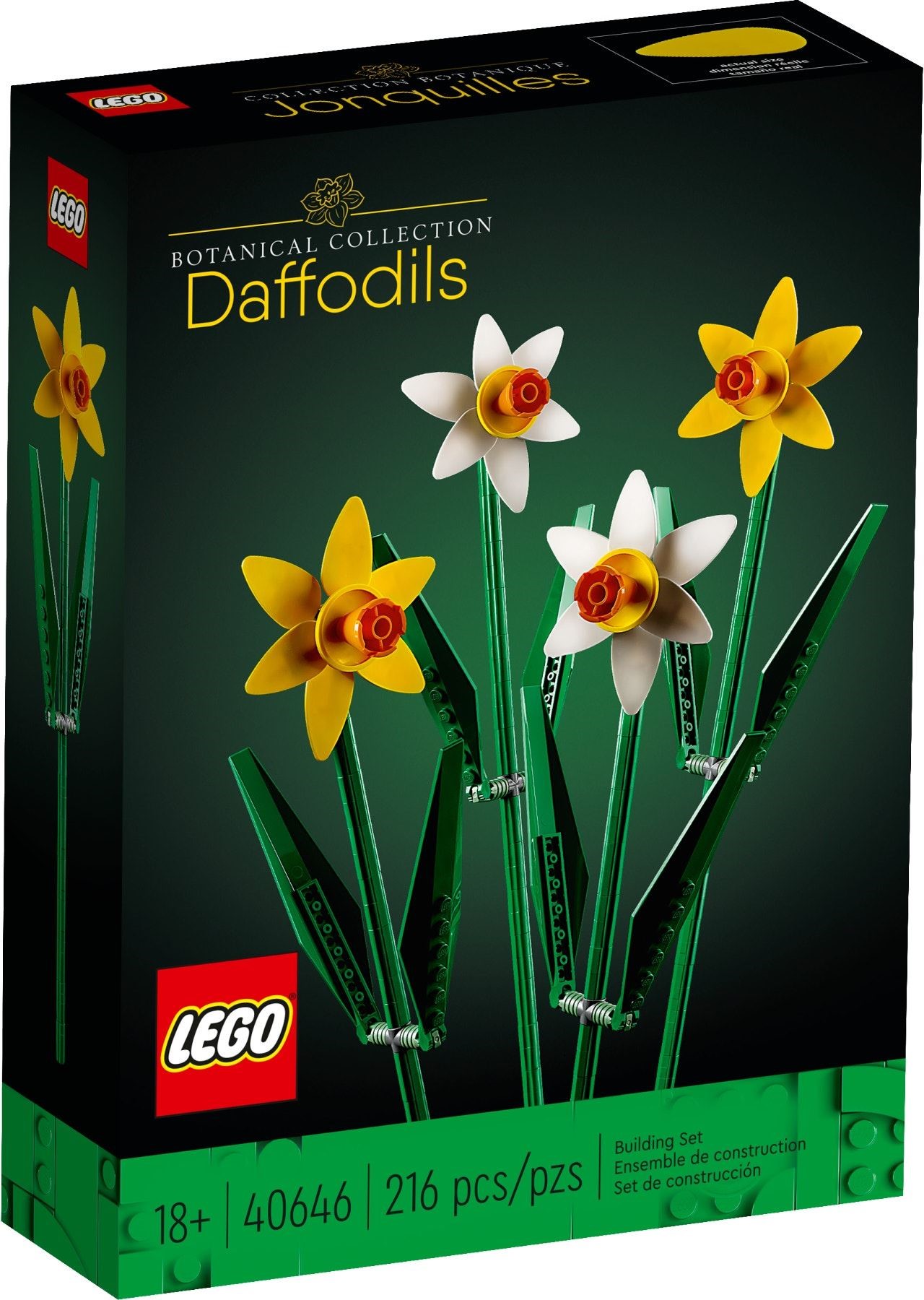 40646-1 - Daffodils