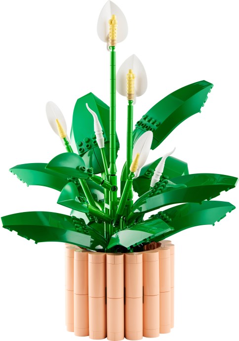 11504-1 - Peace Lily